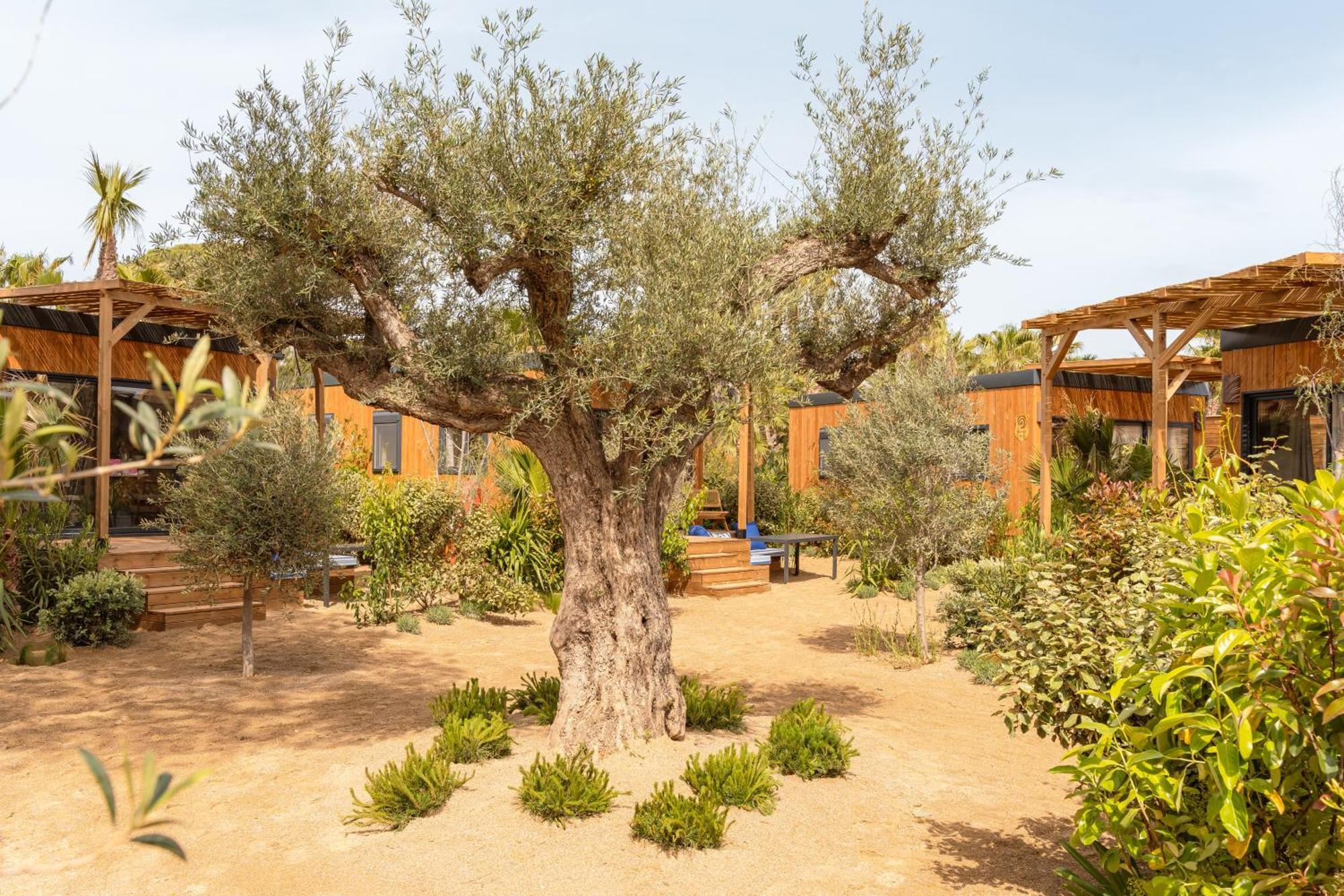 Hotel Toison D'Or Ramatuelle Esterno foto Olive trees in the garden of the hotel